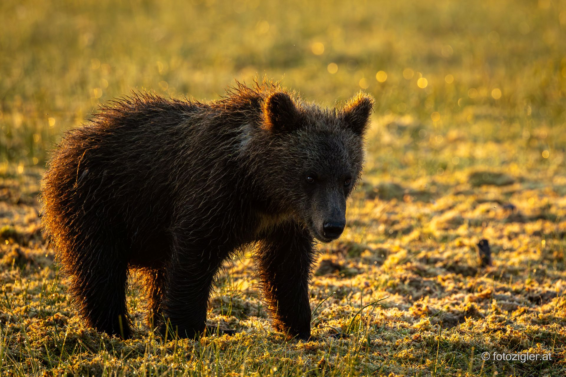 Martin_Zigler_20250729_MZig_88880_EOS R6