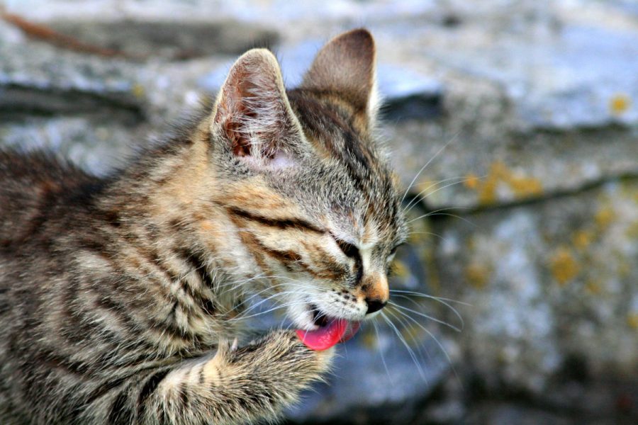 Wildkatze in Niederösterreich