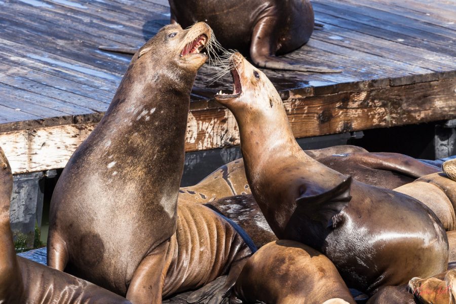 See-Löwen am Pier 39 in San Francisco