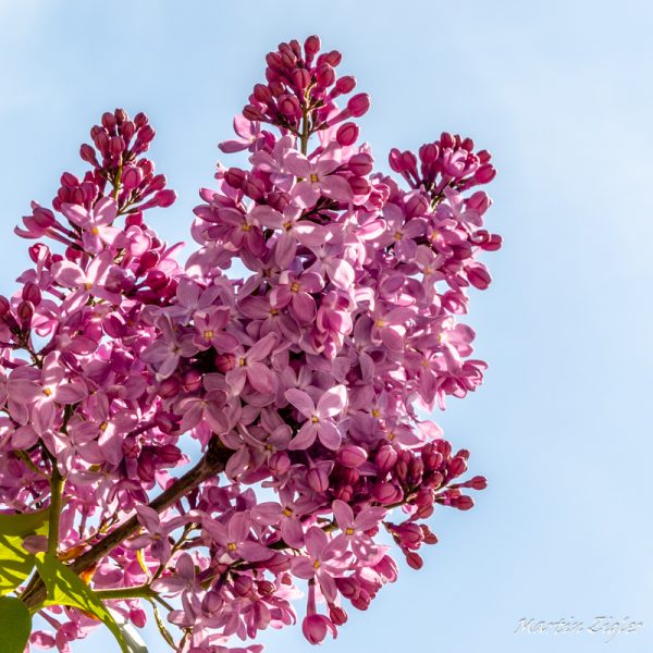 20180428MZig46474-2