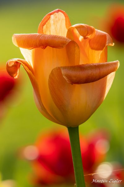20180429MZig46732-2