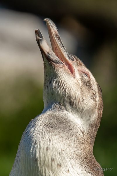 20180818MZig50285-2