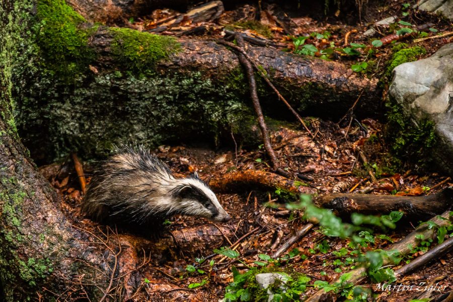 Dachs im Bärenland von Slowenien
