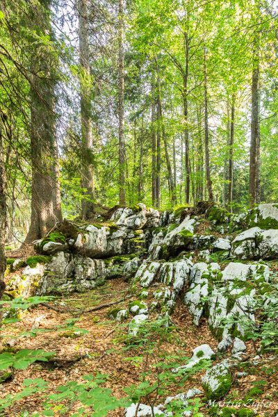 20180828MZig51548-Pano-2