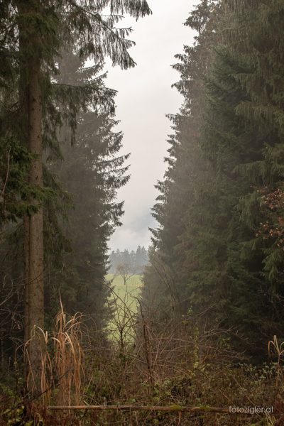 20181205MZig54536-HDR-2