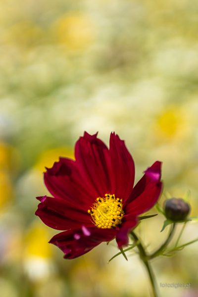 20190718MZig60638-2