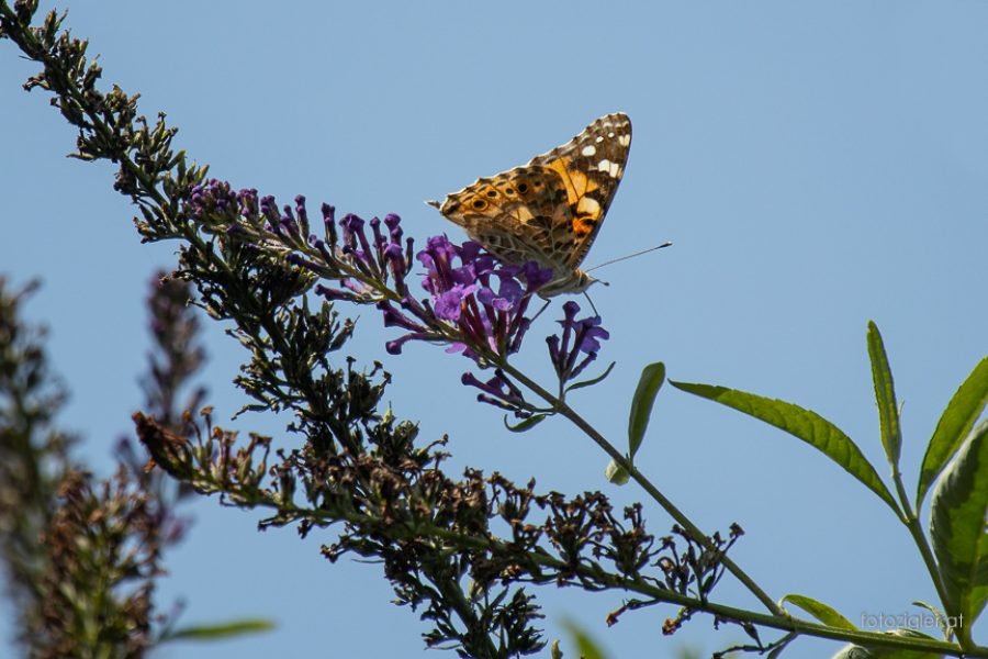 20190824MZig_MZ_6268-Bearbeitet-2