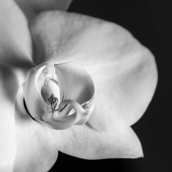 Orchidee - 24/30