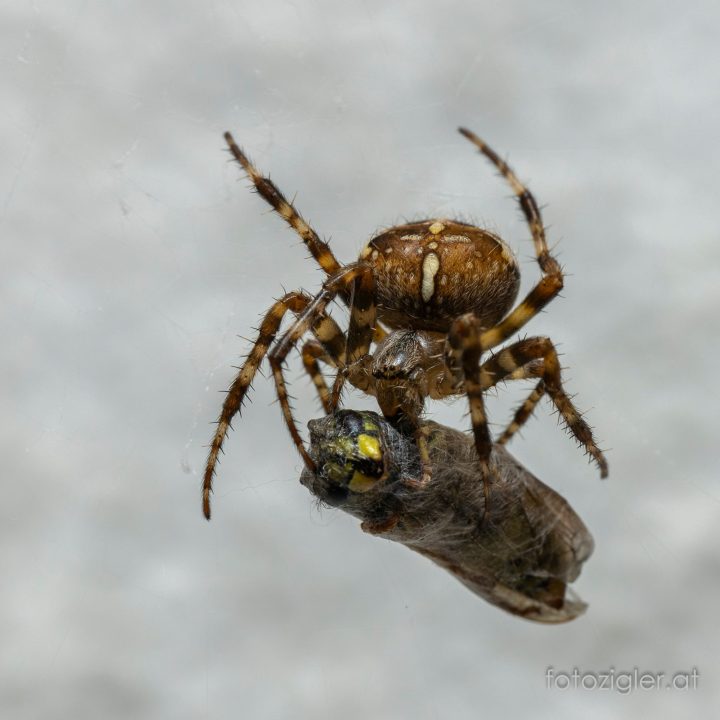Martin_Zigler_20191006MZig__MZ_7860-s2