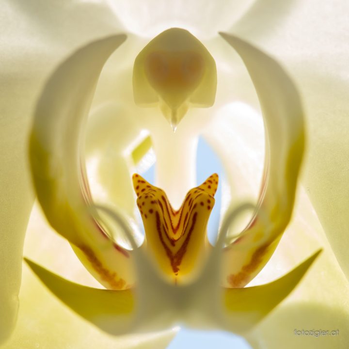 Orchidee