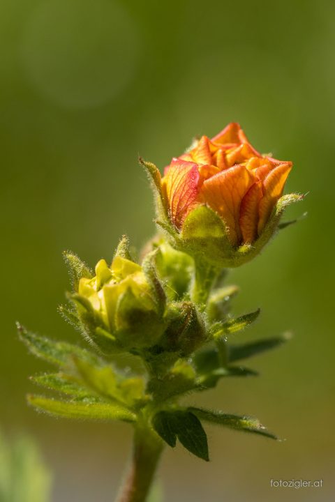 Martin_Zigler_20210508_MZig_14399_EOS R-3