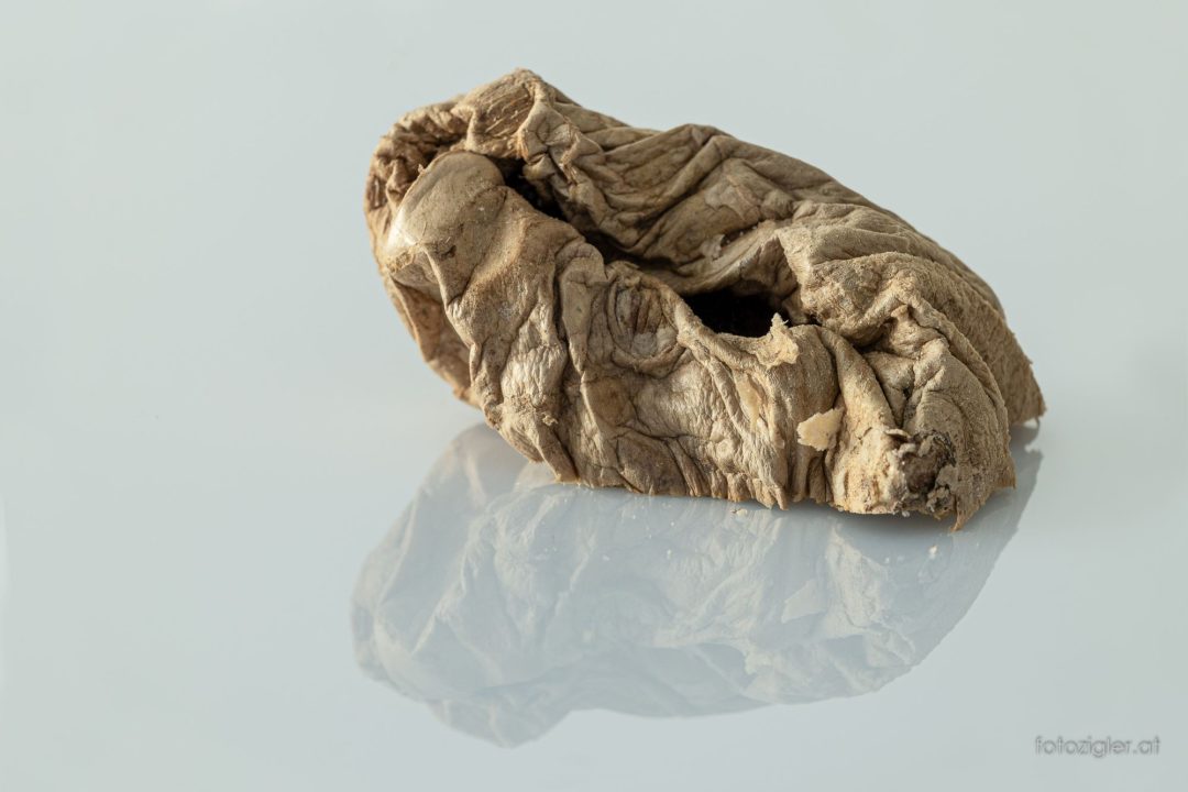 "Vertrocknetes" mit Fokus-Stacking und Fokus-Bracketing