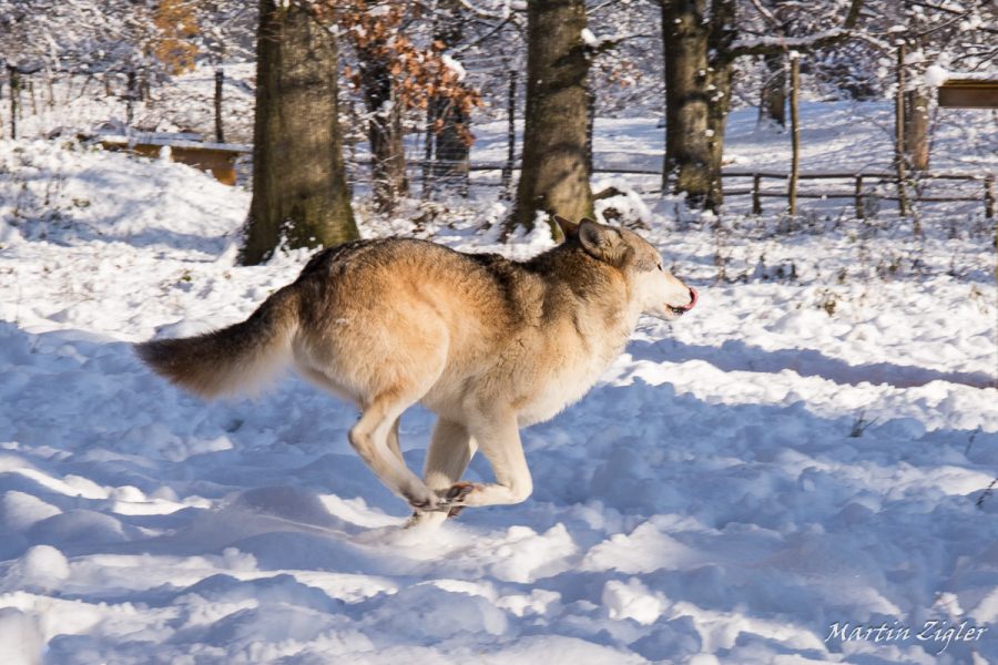 Wolf_MartinZigler_