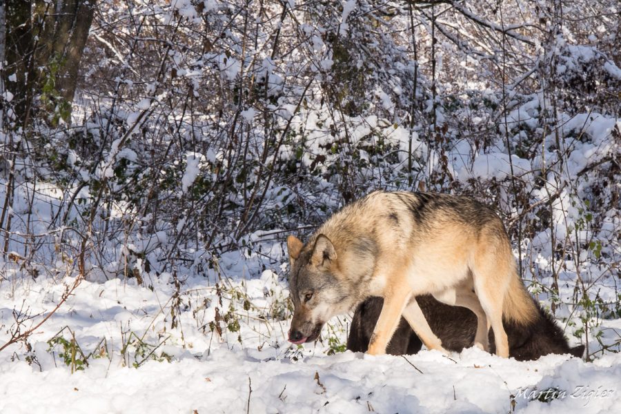 Wolf_MartinZigler_