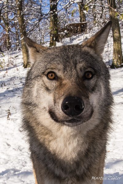 Wolf_MartinZigler_