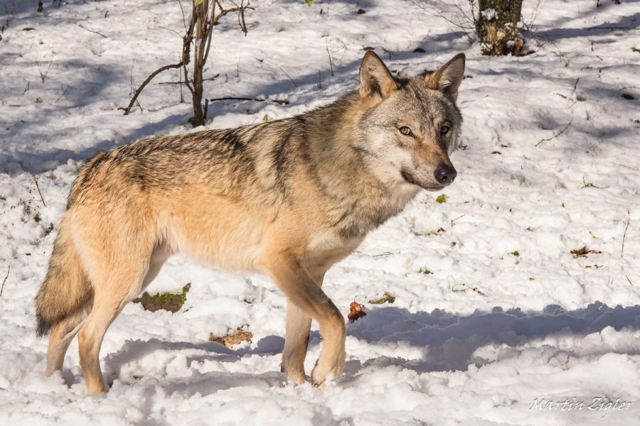 Wolf_MartinZigler_