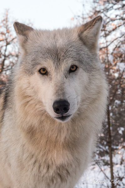 Wolf_MartinZigler_